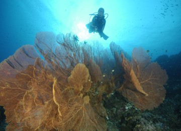Giant Gorgonas in the Similan Islands