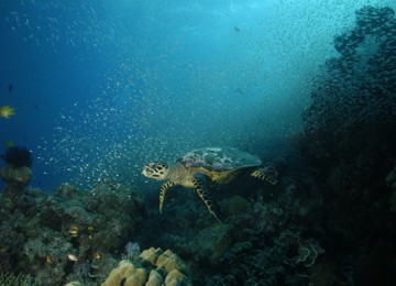 Sea Turtle in the Similan Islands