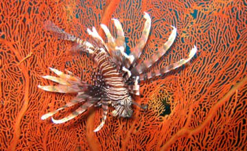 A splendid Lion fish