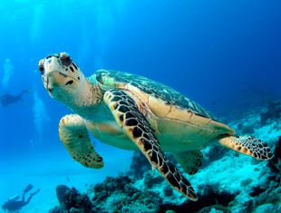 tech divers in phuket